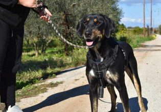 Ποιος δεν θα ήθελε να υιοθετήσει έναν αδεσποτάκο σκυλάκο – μάλαμα, που τον λένε Γοδεφρείδο;