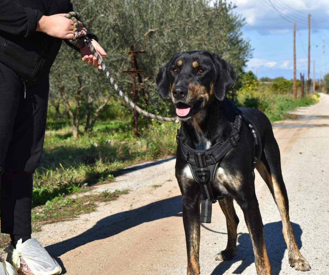 Ποιος δεν θα ήθελε να υιοθετήσει έναν αδεσποτάκο σκυλάκο – μάλαμα, που τον λένε Γοδεφρείδο;