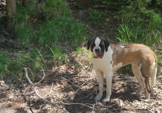 Δεν ευκαιρείτε να πάτε τον σκύλο σας βόλτα; Ο dog walker σας λύνει τα χέρια