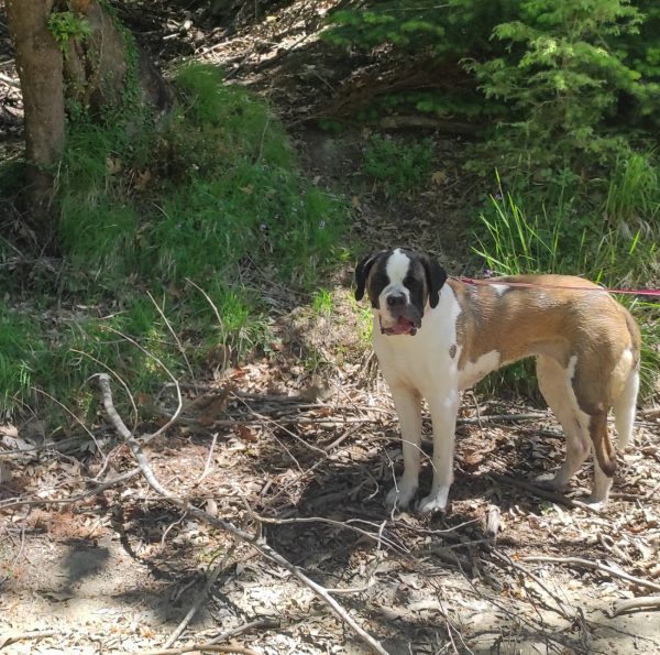 Δεν ευκαιρείτε να πάτε τον σκύλο σας βόλτα; Ο dog walker σας λύνει τα χέρια