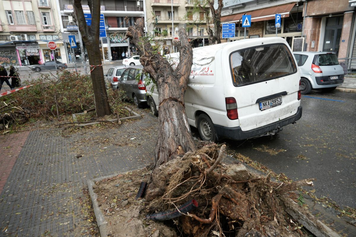 Θεσσαλονίκη: Γιατί έπεσαν τόσα δέντρα από την κακοκαιρία Bora – Ποια είδη δεν ενδείκνυνται για πόλεις