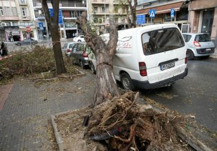 Θεσσαλονίκη: Γιατί έπεσαν τόσα δέντρα από την κακοκαιρία Bora – Ποια είδη δεν ενδείκνυνται για πόλεις