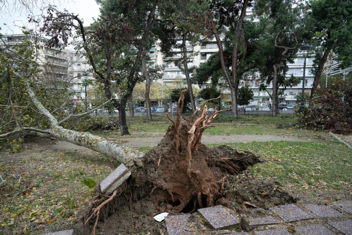 Θεσσαλονίκη: Σε κατάσταση έκτακτης ανάγκης ο Δήμος – Έχουν πέσει πάνω από 600 δέντρα