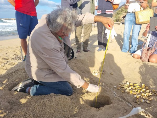 Χανιά: Πεντακόσια χελωνάκια Caretta Caretta υπολογίζεται ότι έφτασαν στη θάλασσα το 2024 από την Παχιά Άμμο