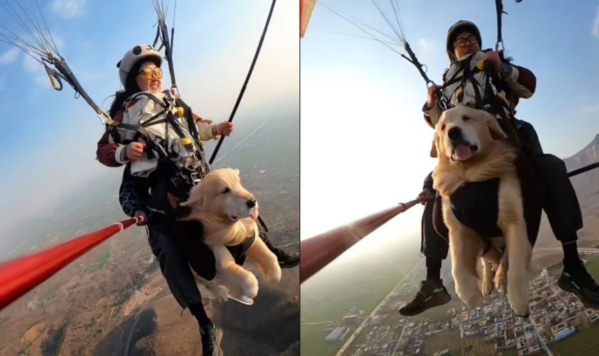 Golden retriever κάνει για πρώτη φορά παραπέντε και το απολαμβάνει