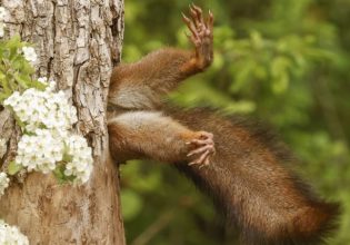 Comedy Wildlife Photography: Οι 10 πιο αστείες φωτογραφίες ζώων για το 2024