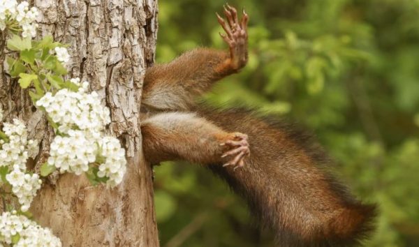 Comedy Wildlife Photography: Οι 10 πιο αστείες φωτογραφίες ζώων για το 2024