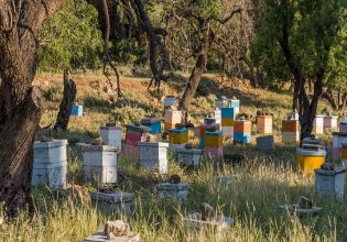 Μελισσοκομία: Αλλαγές στο πρόγραμμα για τα Μικρά Νησιά του Αιγαίου Πελάγους