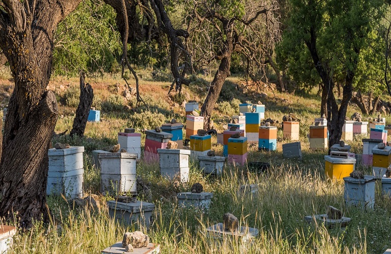 Μελισσοκομία: Αλλαγές στο πρόγραμμα για τα Μικρά Νησιά του Αιγαίου Πελάγους