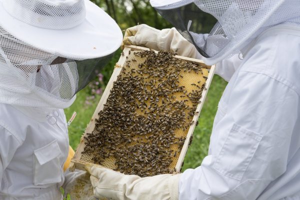 ΕΛΓΟ Δήμητρα: Δωρεάν σεμινάρια για μελισσοκόμους – Πότε ξεκινούν