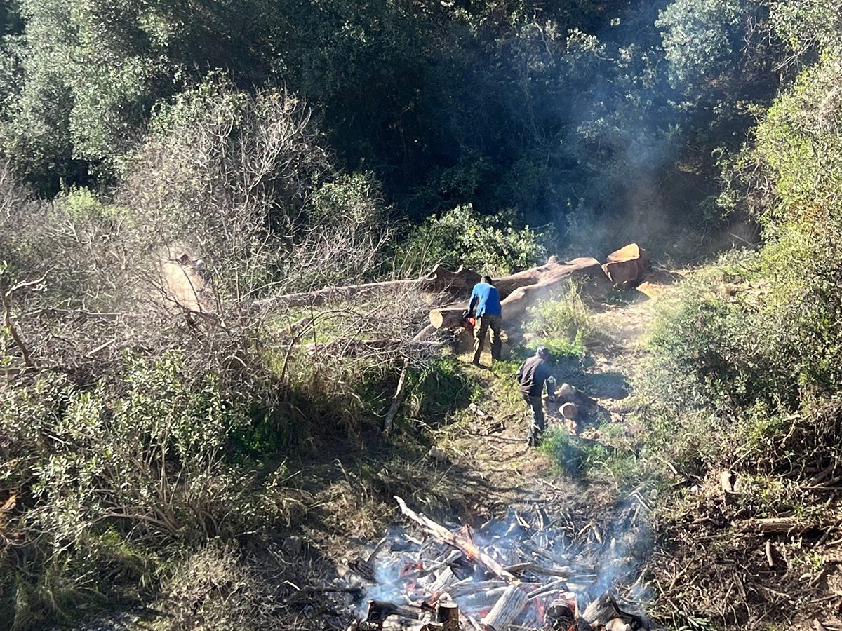 Απομάκρυνση ξερών πλατάνων ποταμού Νέδοντα