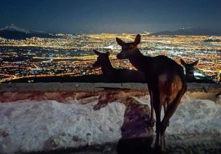 Viral: Μια φωτογραφία με τα ελάφια της Πάρνηθας, έριξε τους προβολείς πάνω τους