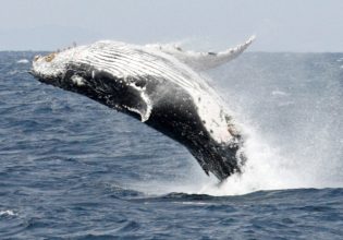 Science: Τέσσερις ανακαλύψεις που έγιναν δυνατές χάρη στην Τεχνητή Νοημοσύνη το 2024