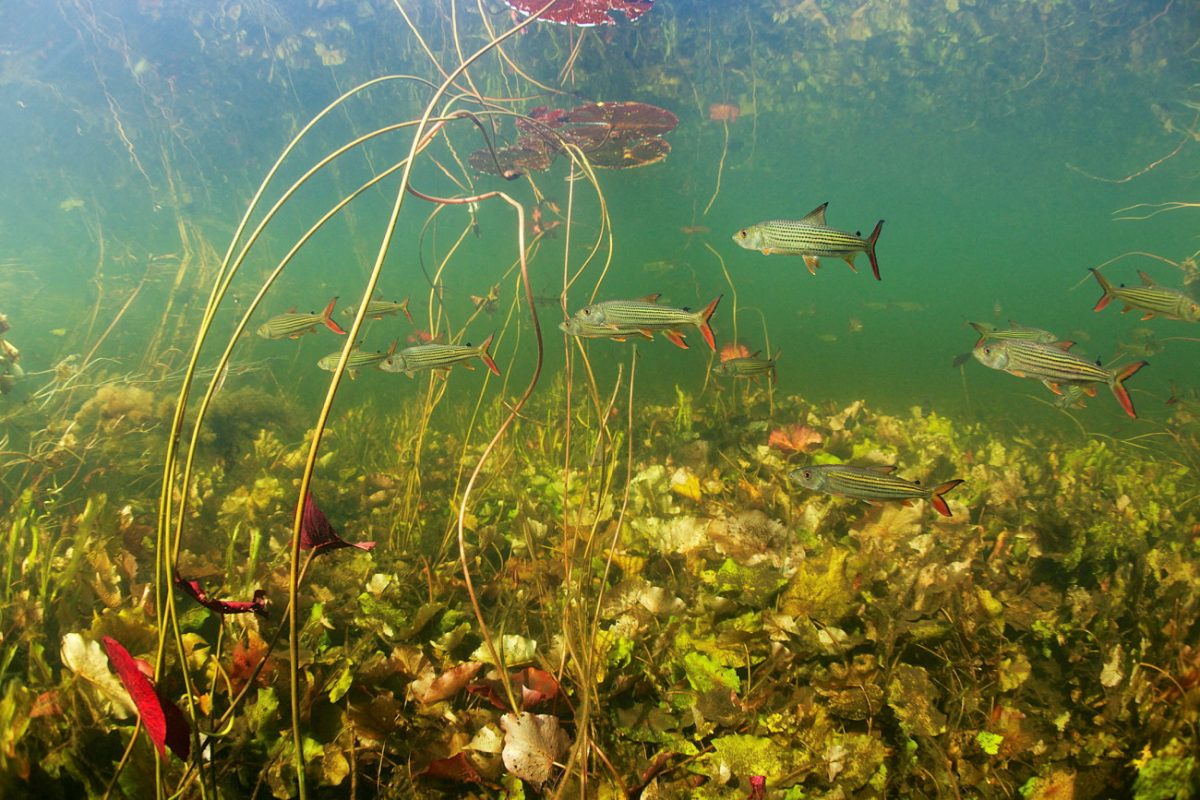 Αφρικανικά τιγρόψαρα (Hydrocynus vittatus) στο ποτάμι Οκαβάνγκο στην Μποτσουάνα (Michel Roggo via Reuters)