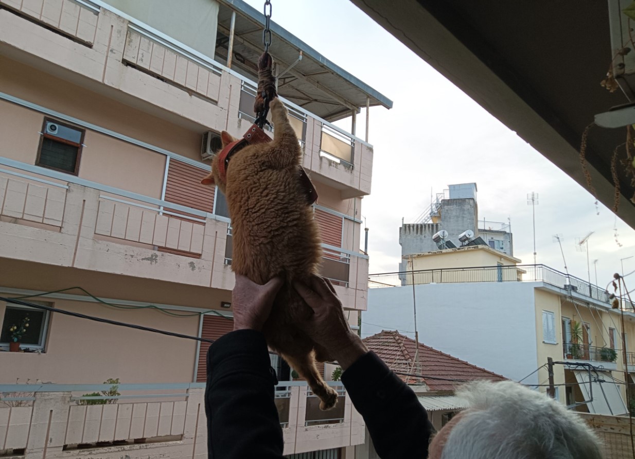 Εικόνα που δείχνει τον ένοικο του κάτω διαμερίσματος να σηκώνει τον γάτο και να τον κρατάει ώστε να μην πνιγεί