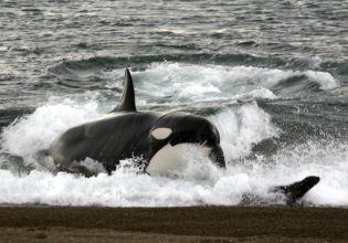 Γαλλία: Αβέβαιη η τύχη φαλαινών μετά το κλείσιμο θαλάσσιου πάρκου – «Οι καρδιές μας είναι κομμάτια»