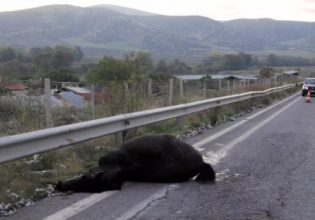 Μυτιλήνη: Πέθανε o 19χρονος που τραυματίσθηκε στο τροχαίο με τα άλογα