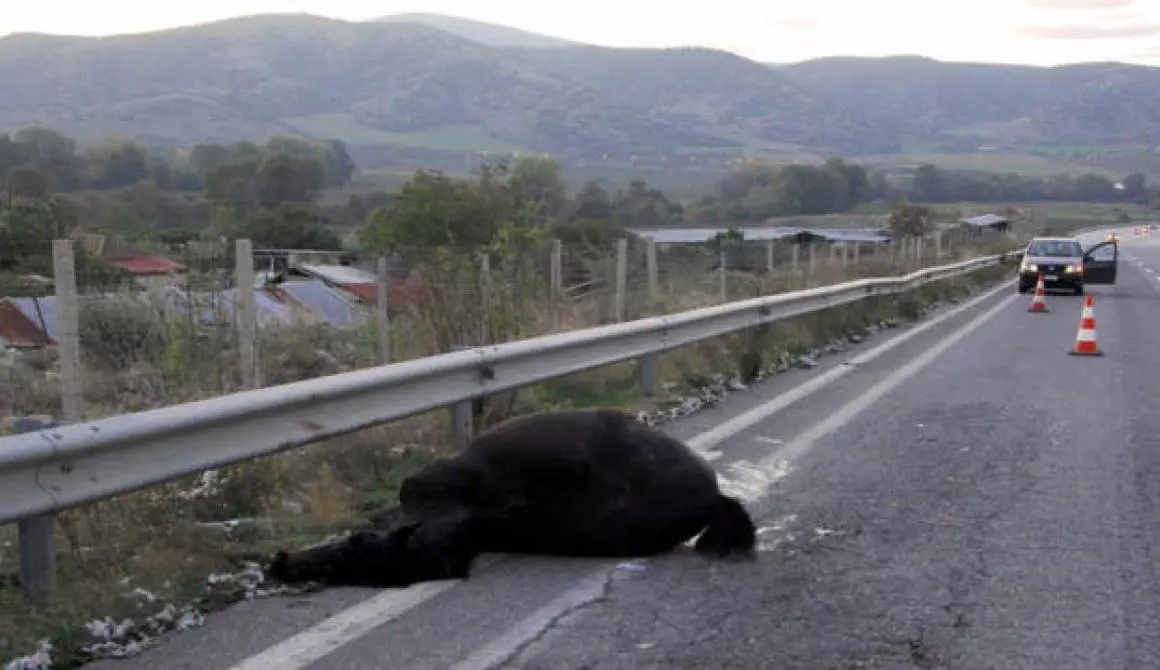 Σοβαρό τροχαίο ΙΧ με δύο άλογα στη Λέσβο – Στην εντατική 18χρονος