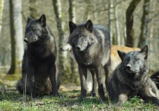 ΗΠΑ: Στιγμές τρόμου για κυνηγό – Βρέθηκε σε απόσταση αναπνοής από αγέλη λύκων