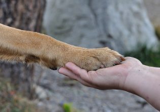 Ημερίδα: Αποκτούμε γνώσεις για τη διάσωση ζωών που η ζωή τους κινδυνεύει από τις φυσικές καταστροφές