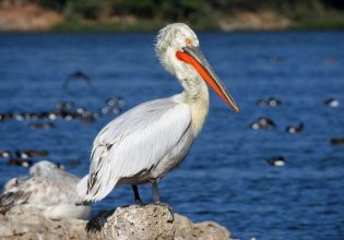 Κρούσματα γρίπης των πτηνών στις λίμνες της Ελλάδας – Κίνδυνος επανάληψης της καταστροφής του 2022