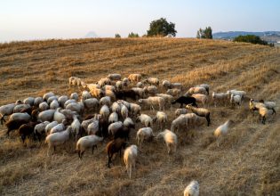 Έρχεται η φυλή προβάτου «ΚαρΛα»