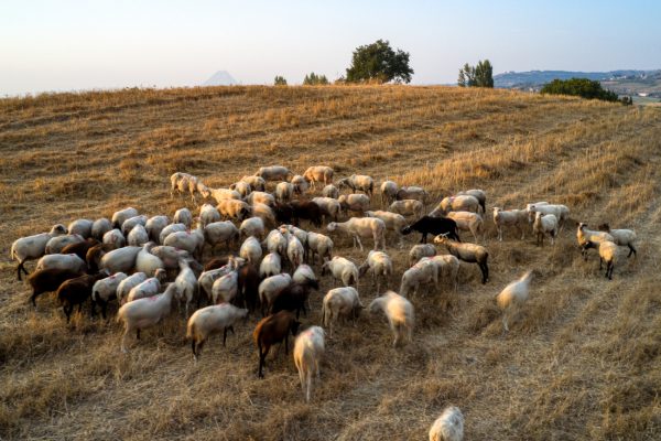 Έρχεται η φυλή προβάτου «ΚαρΛα»