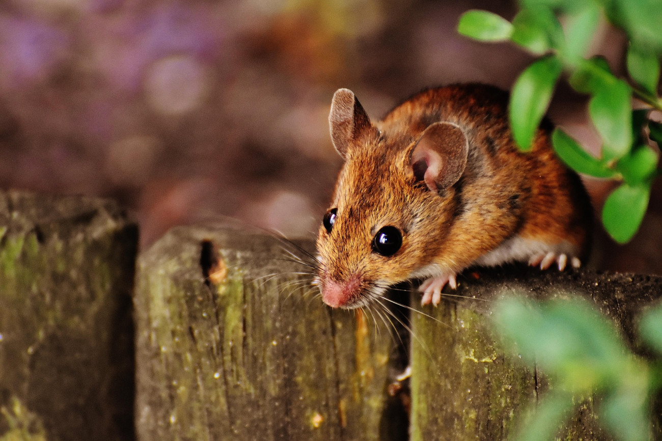 Εικόνα που δείχνει το ποντίκι «ελάφι» (Peromyscus maniculatus), το οποίο μπορεί να μεταφέρει τον χαντοϊό που προκαλεί HPS στον άνθρωπο