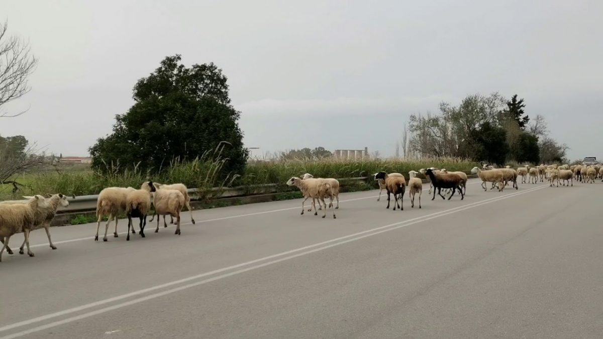 Πέρασαν το κοπάδι με πρόβατα μέσα στην εθνική οδό και προκάλεσαν τροχαίο – Δύο συλλήψεις